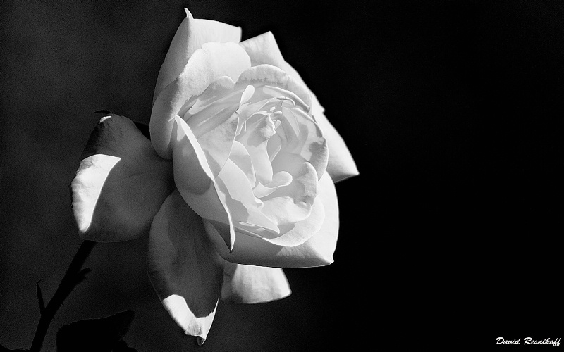 White Rose - ID: 13781756 © David Resnikoff