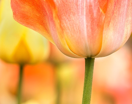 Tulip Colors