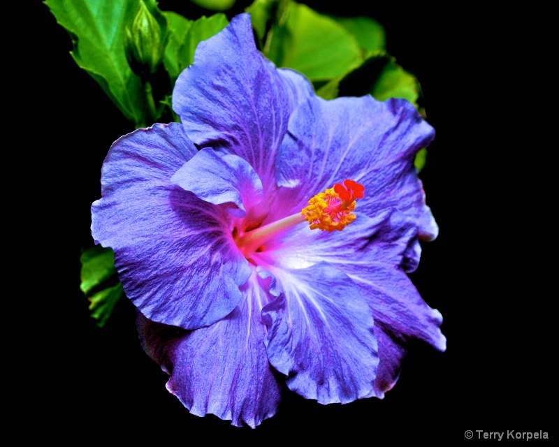Hilo Tropical Botanical Garden Hawaii - ID: 13782315 © Terry Korpela
