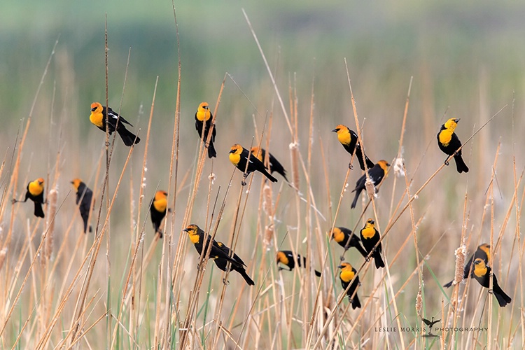 Flock of Yellow-headed Blackbirds - ID: 13782438 © Leslie J. Morris