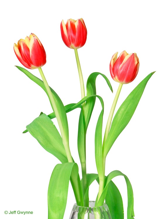 3 Tulips - ID: 13782531 © Jeff Gwynne