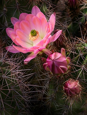 Pink Claret Cup Hedgehog