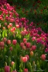 Sunning Tulips