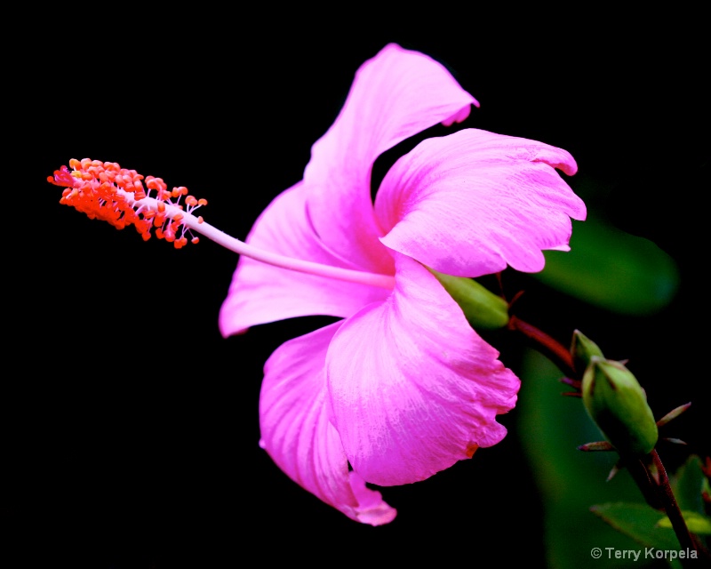 Hilo Tropical Botanical Garden Hawaii - ID: 13783890 © Terry Korpela