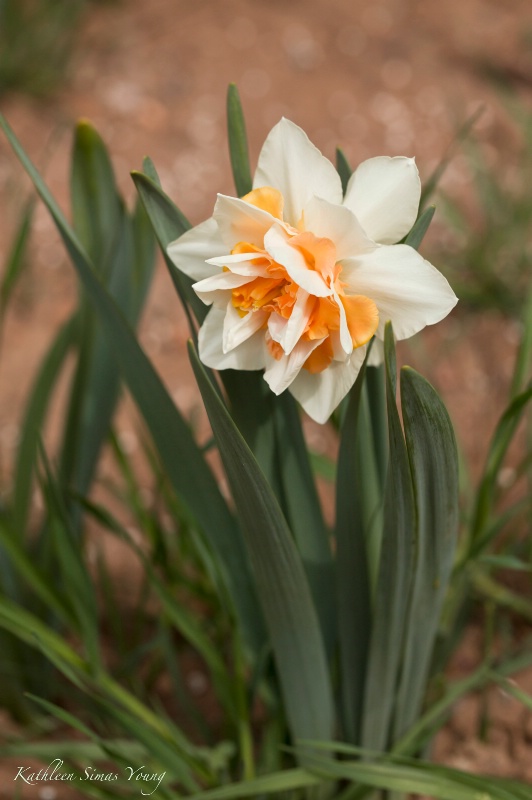 Daffodil