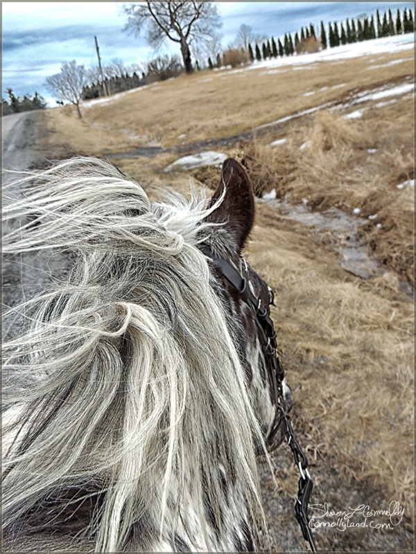 Almost home on a windy day.