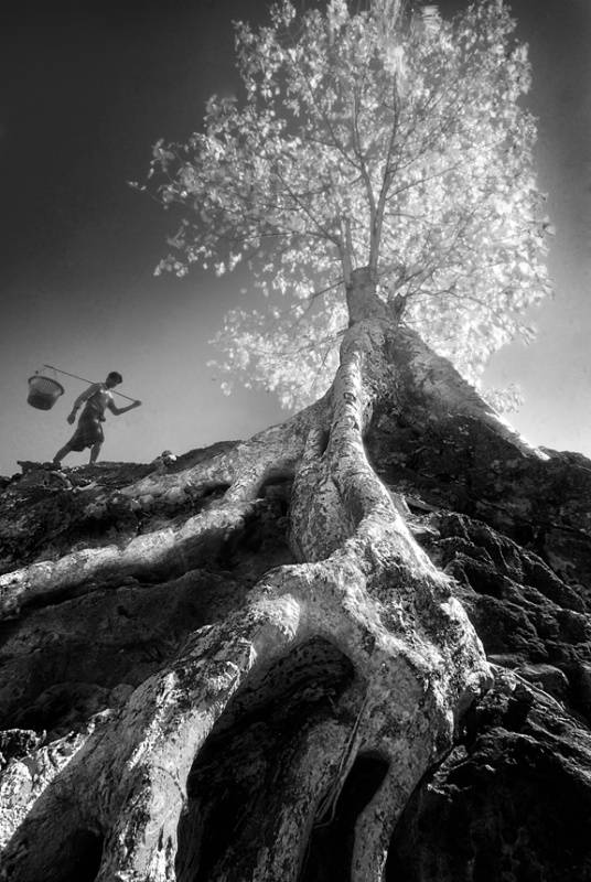 Man & Tree - ID: 13784761 © Kyaw Kyaw Winn