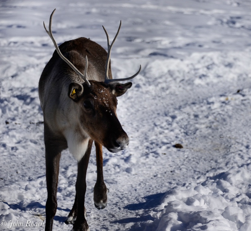 Caribou -- at the UAF Animal Research Facility - ID: 13784783 © John D. Roach