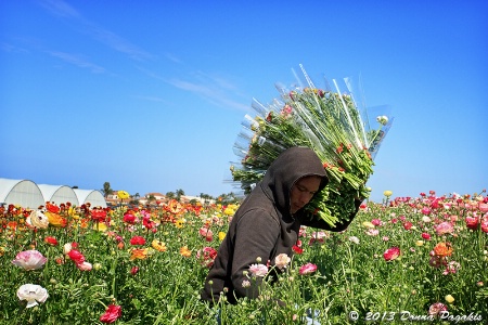 Harvesting Ranunculus 