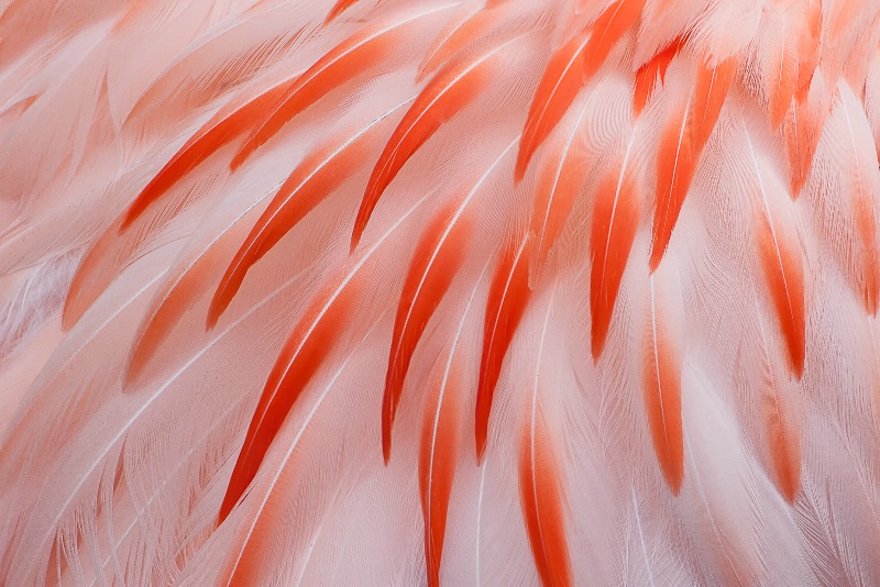 Flamingo Abstract