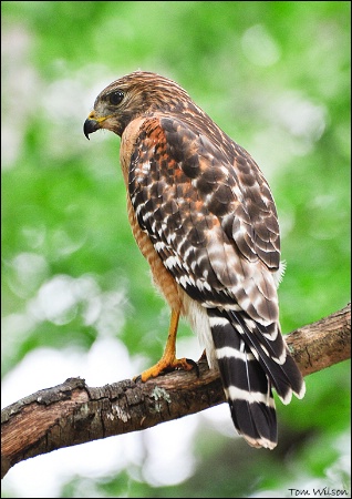 Red-shouldered Hawk