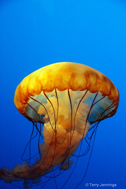Jellyfish or Parachute? - ID: 13785213 © Terry Jennings