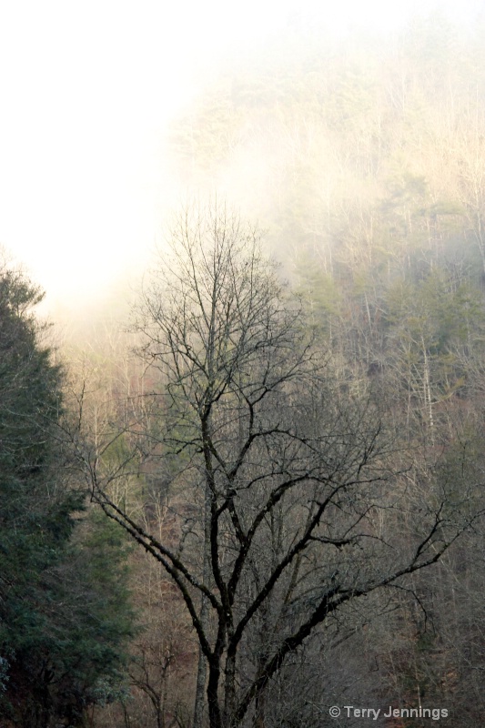 Smoky Mountain Morning - ID: 13785214 © Terry Jennings