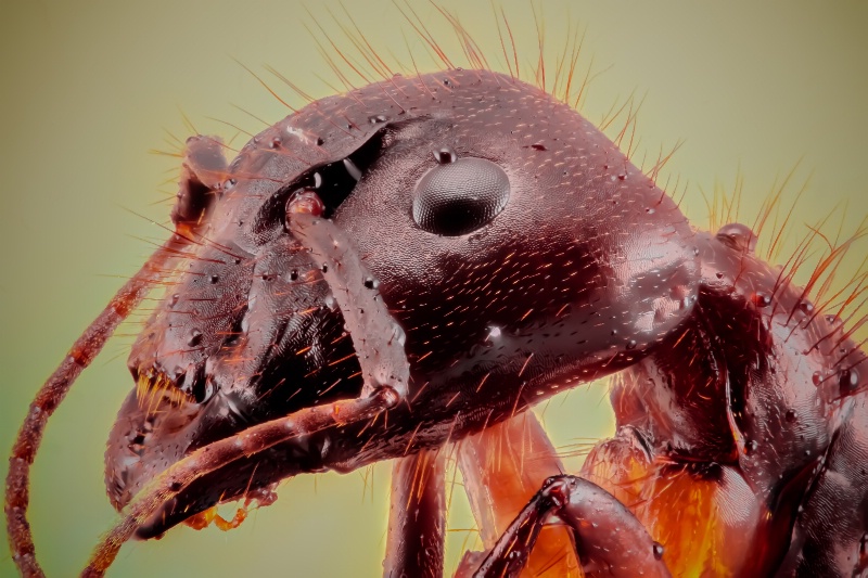 Extrema Macro Ant