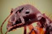 Extrema Macro Ant