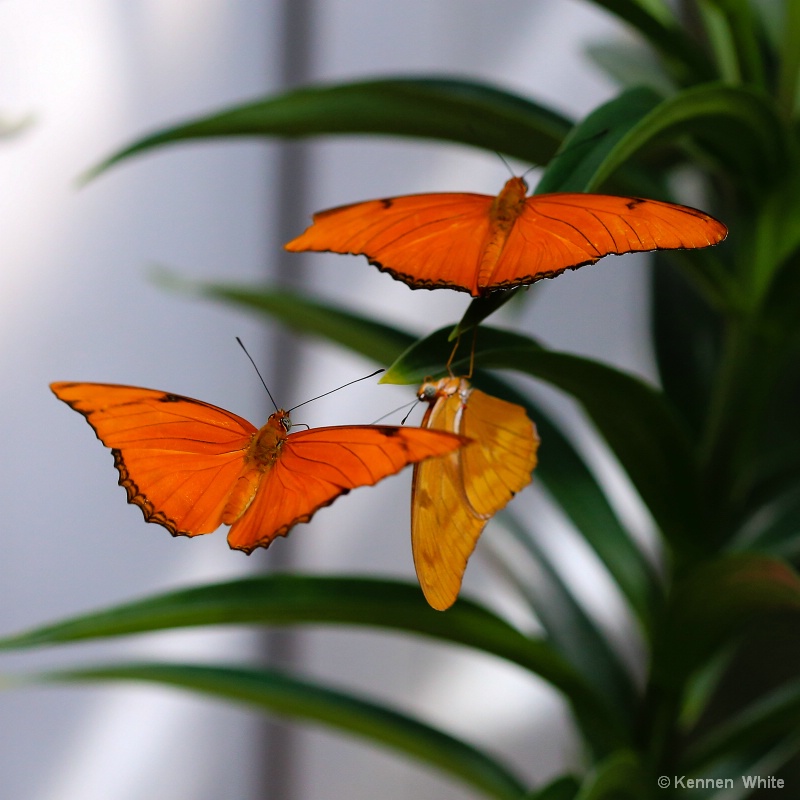 Butterflies in Flight