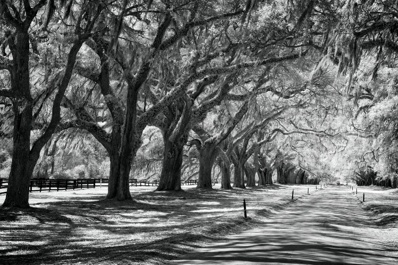 Along the Driveway