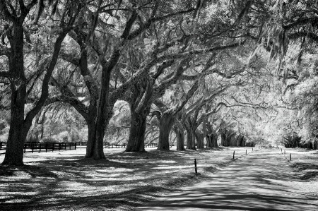 Along the Driveway