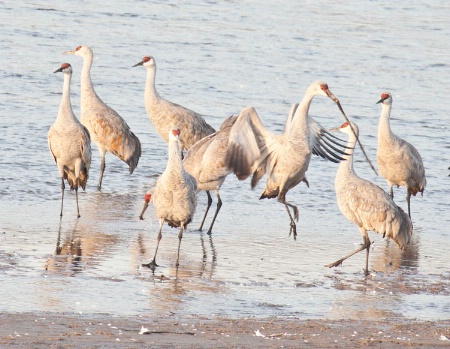sandhill crane courtship ritual