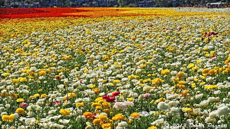 Flowing Field of Flowers 