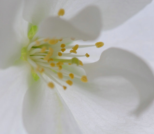 flowering cherry bloom - ID: 13786280 © cari martin