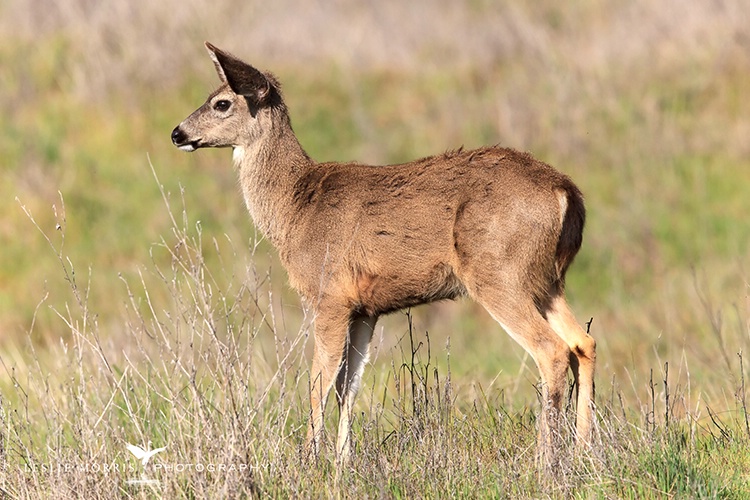 Black-tailed Deer Youngster - ID: 13786798 © Leslie J. Morris