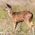 © Leslie J. Morris PhotoID # 13786798: Black-tailed Deer Youngster