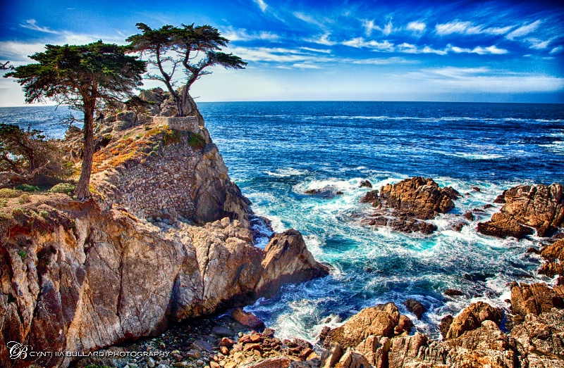 Lone Cypress