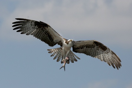 Osprey with Fish