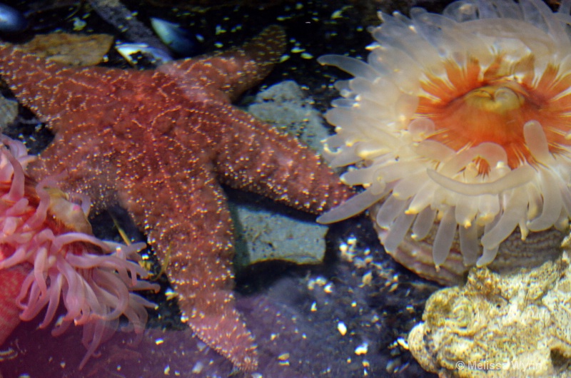 starfish and anemone