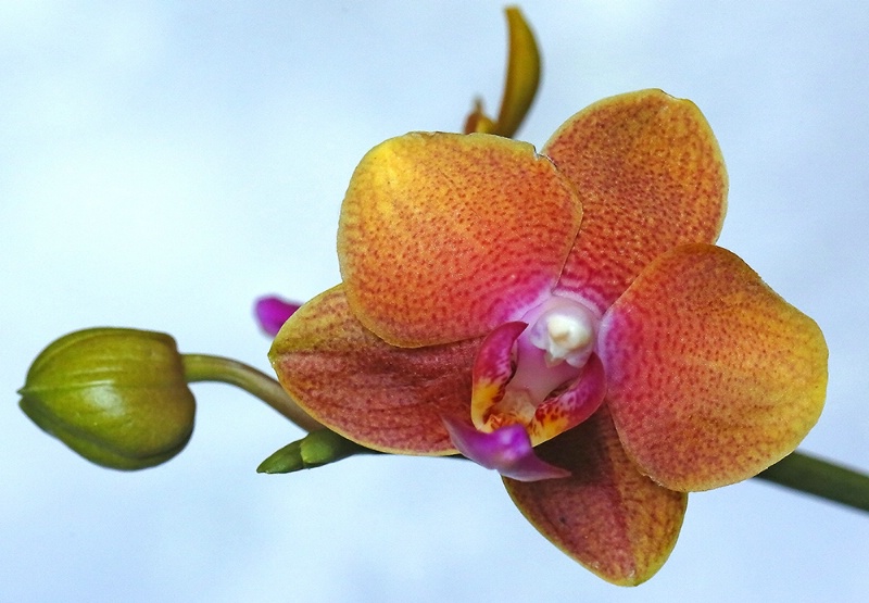 Phalenopsis Orchid