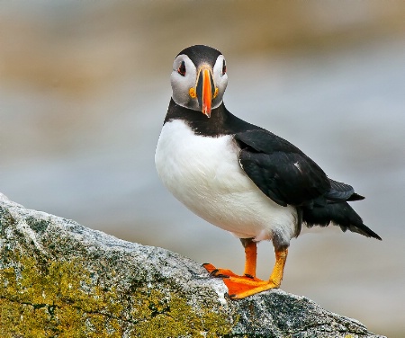 Puffin