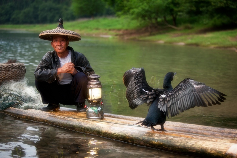 Cormorant Fisherman