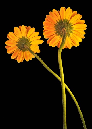 Gerbera Duet