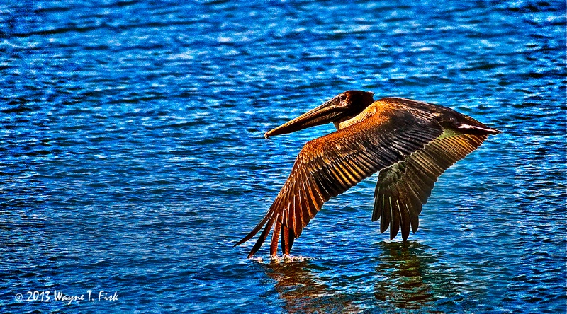 Pelican Landing