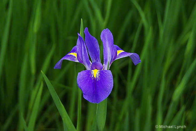 The Iris and the Dragon's Tongue