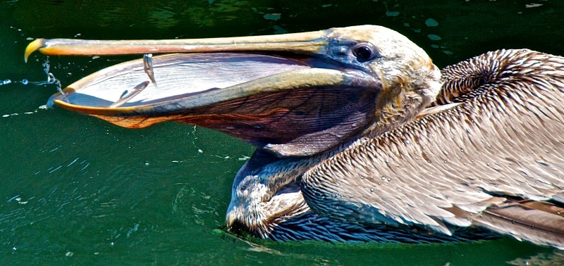 Pelican Popcorn
