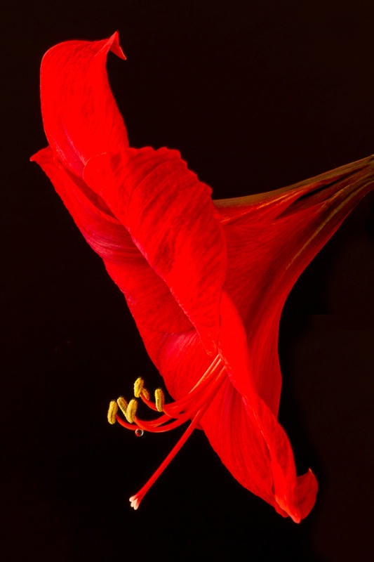 Amaryllis Profile