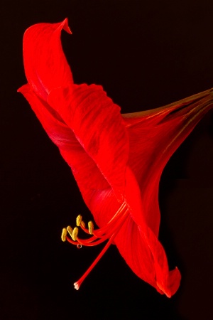 Amaryllis Profile