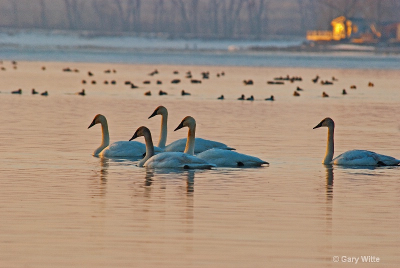 Swans At Sunrise