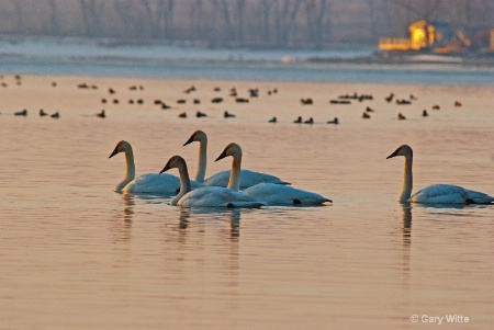 Swans At Sunrise