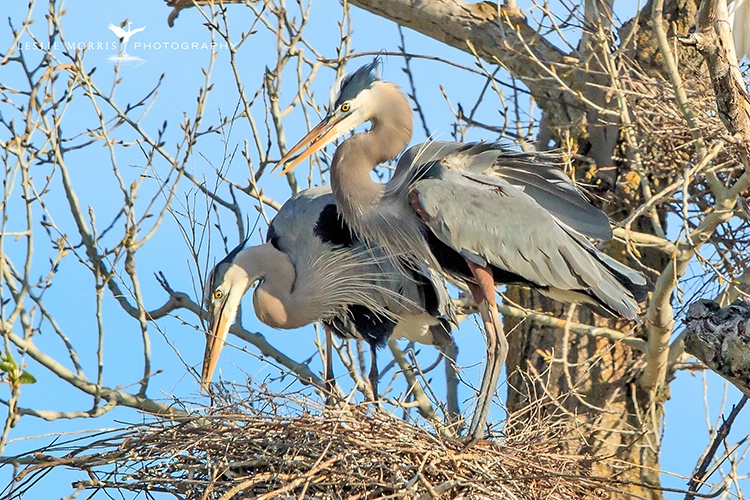 Great Blue Heron Pair Fluffing the Nest - ID: 13788375 © Leslie J. Morris