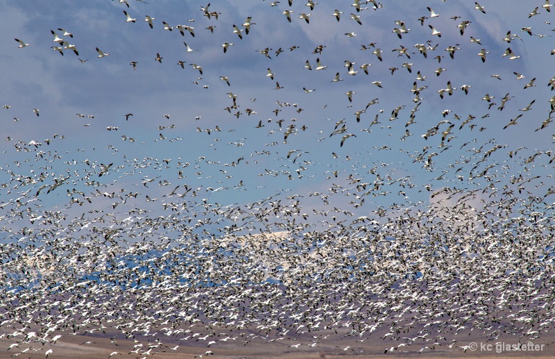 Snow Geese Migration - Freeze Out Lake