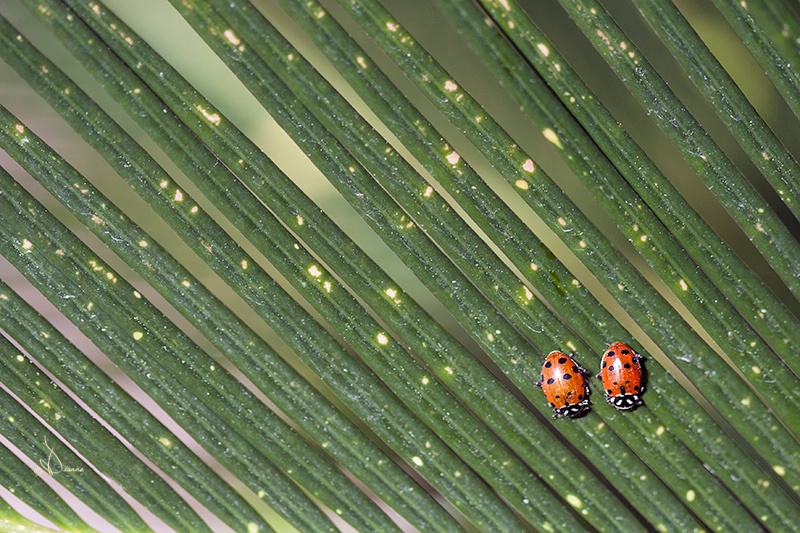 Lady Bug Lady Bug