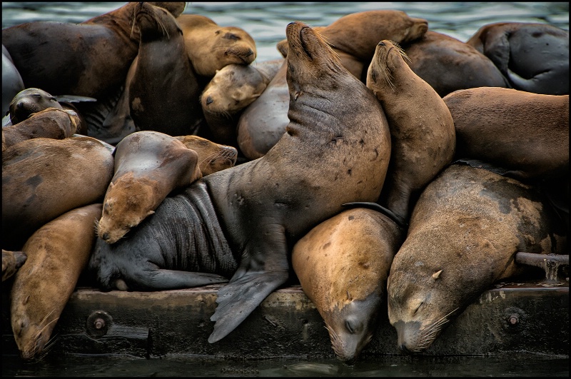 A Pod of Seals