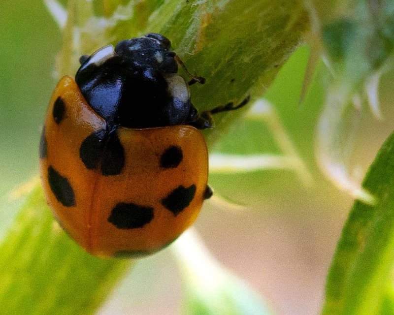 Love Heart Ladybird