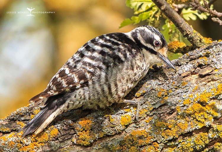 Nuttall's Woodpecker - ID: 13789535 © Leslie J. Morris