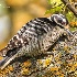 © Leslie J. Morris PhotoID # 13789535: Nuttall's Woodpecker