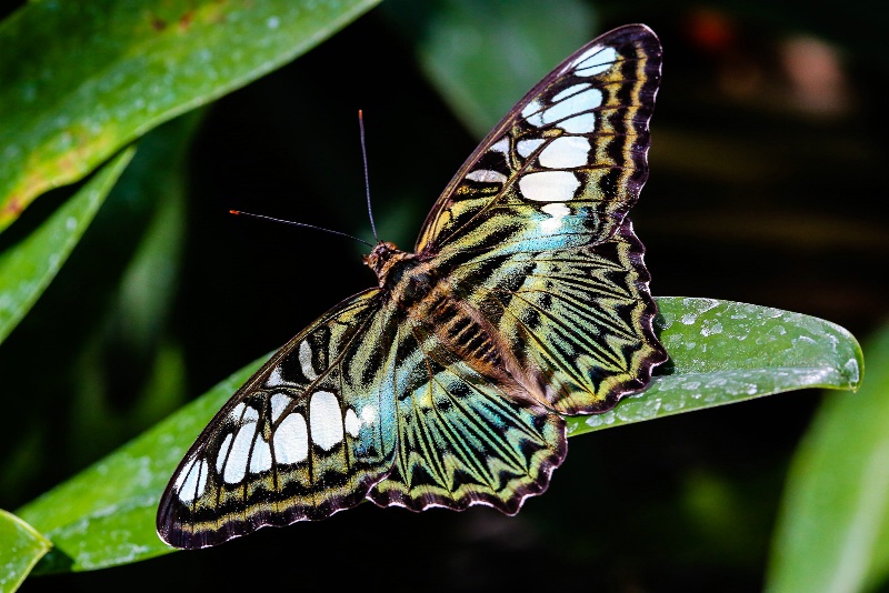 Clipper Butterfly (Parthenos sylvia)