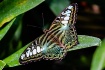 Clipper Butterfly...